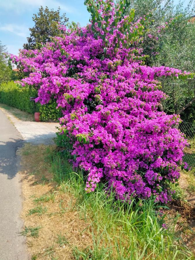 Casa Vacanze “Bouganville” Loc Avane Pisa ヴェッキアーノ エクステリア 写真